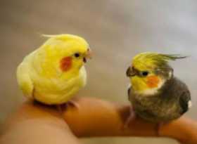 Lost Cockatiel
