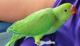 Lost Indian Ringneck Parakeet
