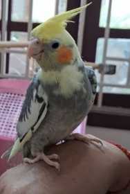 Lost Cockatiel