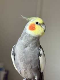 Lost Cockatiel