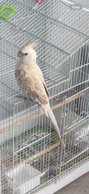Lost Cockatiel