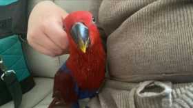 Lost Eclectus
