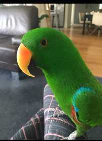 Lost Eclectus