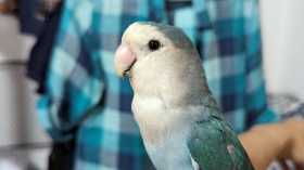 Lost Lovebird