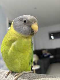 Lost Plum-Headed Parakeet