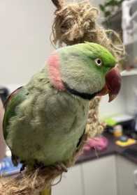 Lost Alexandrine