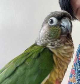 Lost Conure