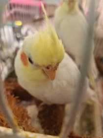 Lost Cockatiel