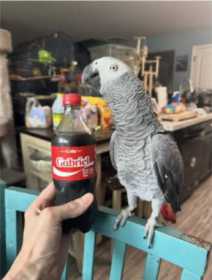 Lost African Grey