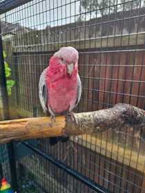 Lost Galah Cockatoo