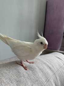 Lost Cockatiel