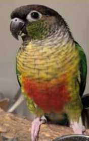 Lost Conure
