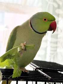 Lost Indian Ringneck Parakeet