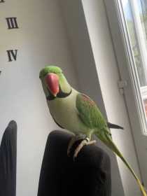 Lost Alexandrine