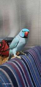 Lost Indian Ringneck Parakeet