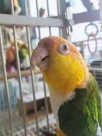 Lost Caique