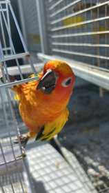 Lost Conure