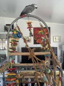 Lost African Grey