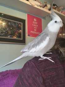 Lost Cockatiel