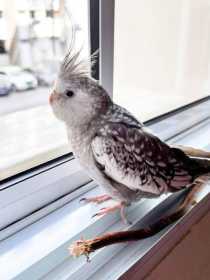 Lost Cockatiel