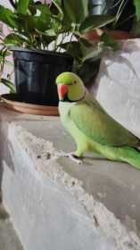 Lost Indian Ringneck Parakeet
