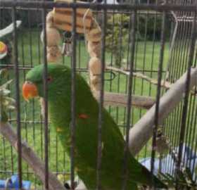 Lost Lory / Lorikeet