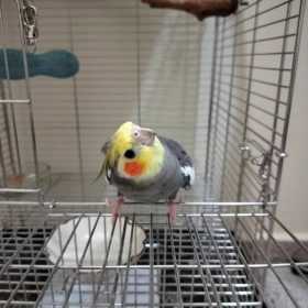 Lost Cockatiel