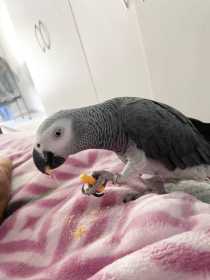 Lost African Grey
