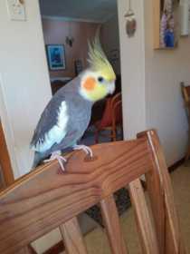 Lost Cockatiel