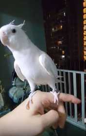 Lost Cockatiel