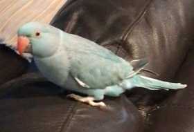 Lost Indian Ringneck Parakeet