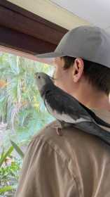Lost Cockatiel