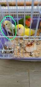 Lost Lovebird
