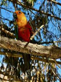 Lost Conure