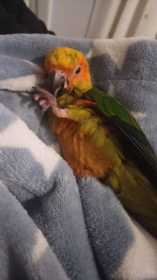 Lost Conure