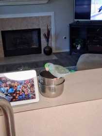 Lost Parrotlet