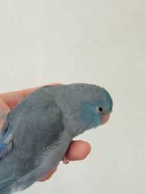 Lost Parrotlet