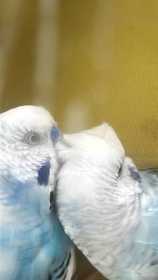 Lost Budgerigar