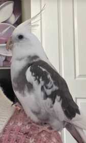 Lost Cockatiel
