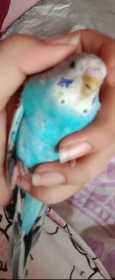 Lost Budgerigar