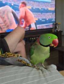 Lost Alexandrine