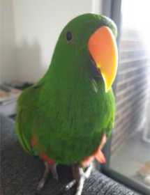 Lost Eclectus