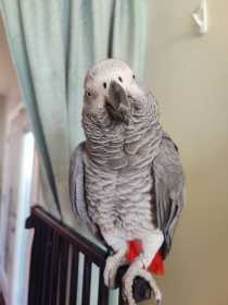 Lost African Grey