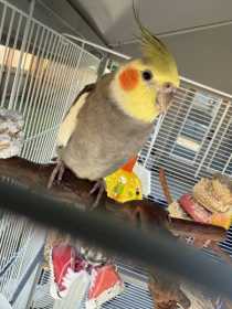 Lost Cockatiel
