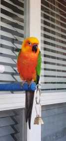 Lost Conure