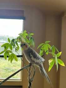 Lost Cockatiel
