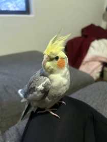Lost Cockatiel
