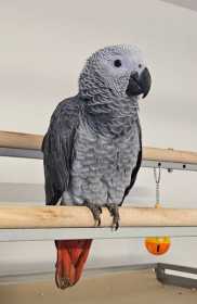 Lost African Grey