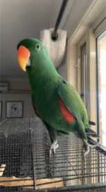 Lost Eclectus