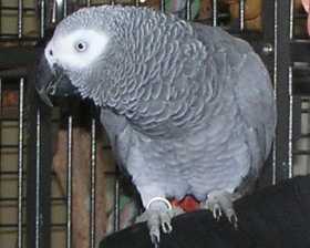 Lost African Grey